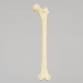 Femur with Narrow Intercondylar Notch, Foam Cortical Shell, Left
