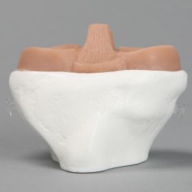 Replacement Tibia for Suture Trainer