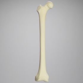 Femur, 15 mm Canal, Foam Cortical, Right, Medium