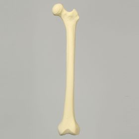 Femur, 12 mm Canal, Foam Cortical, Left, Medium