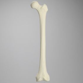Femur, Foam Cortical, Left, Medium
