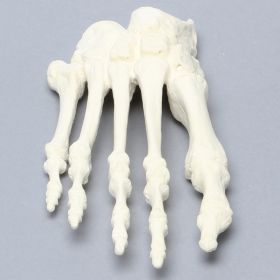 Forefoot, Solid Foam, Right, Large