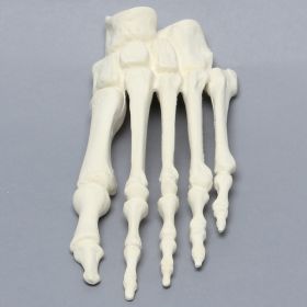 Forefoot, Solid Foam, Left, Large