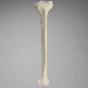 Tibia, Foam Cortical, Left