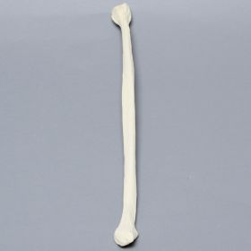 Fibula, Solid Foam, Left