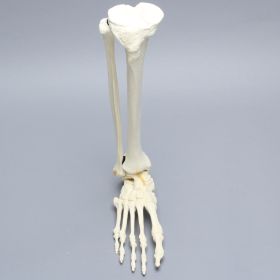 Foot and Ankle, Foam Cortical, Right