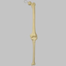 Knee for Hip Assembly #1301-165-1, Full Length, Left