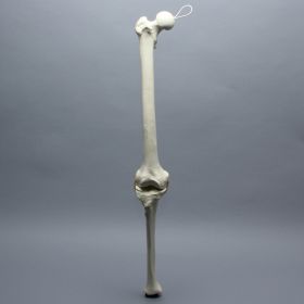 Knee for Hip Assembly #1301-165-1, Full Length, Right