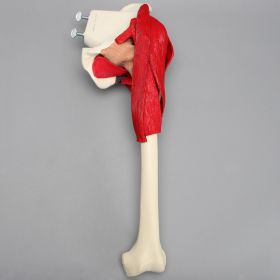 Hemi Pelvis with Full Femur and Muscles