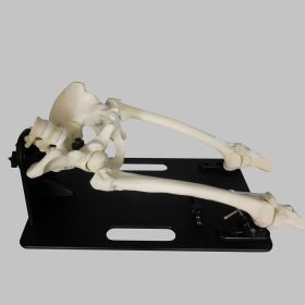 Pelvis with Removable Legs, L4 and L5, Solid Foam