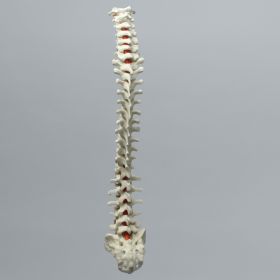 Spine, Full, Foam Cortical