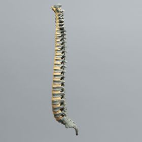 Spine, Pediatric, Full, Radiopaque
