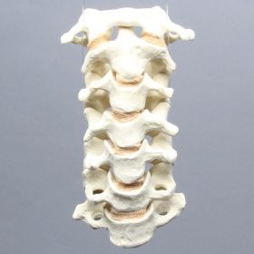 Spine, Cervical with Posterior Ligament, Solid Foam