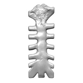 Sternum, Scan of #1025-2