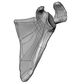 Scapula, Scan of #1021