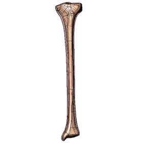 Tibia, Scan of #3401