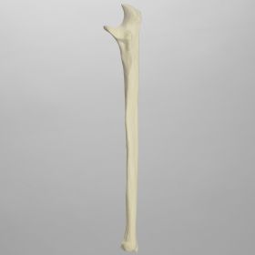 Ulna, 5mm Canal, Solid Foam, Left