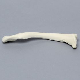 Clavicle, Solid  Foam, Left