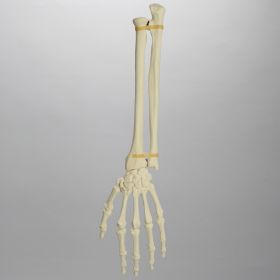 Hand and Wrist, Articulated, Solid Foam, Left