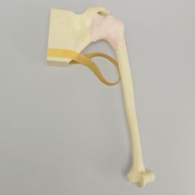 Shoulder Insert for SCR Arthroscopy Shoulder Simulator #1509-37-3, Solid Foam