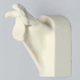 Scapula with Hollow Vise Attachment, Foam Cortical, Left