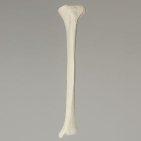 Tibia, Plastic Cortical Shell with 11mm Canal, Left