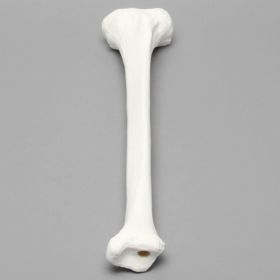 Tibia with 13mm Canal, Plastic Cortical Shell, Left