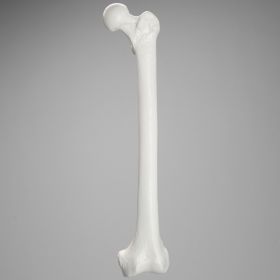 Femur with 15.5 mm Canal, Plastic Cortical Shell, Large