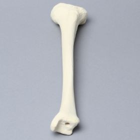 Tibia with 8 mm Canal, Solid Foam, Left, Small