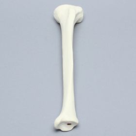Tibia Proximal Resection, Foam Cortical, Left, Medium