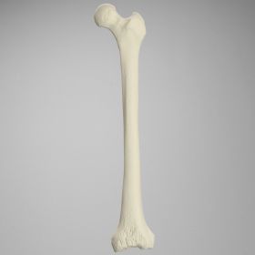Femur with Revision Cuts, Foam Cortical, Left