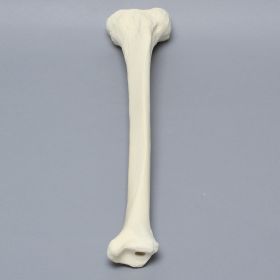 Tibia with 12.5mm Canal, Solid Foam, Left, Large