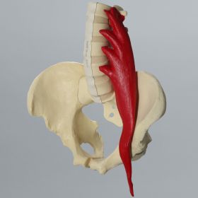 Lumbar Spine with Full Pelvis and Psoas Muscle, Solid Foam