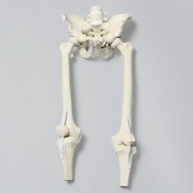 Pelvis, Full Male, with Removable Legs