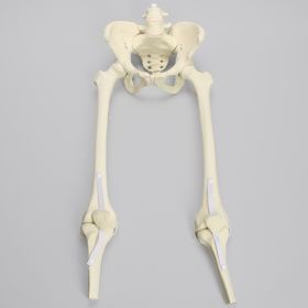 Pelvis with Removable Legs and Movable SI Joints, Female, Solid Foam