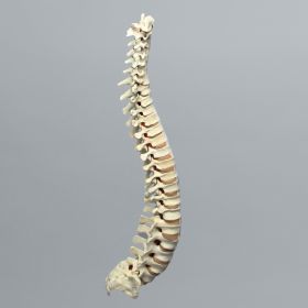 Spine, Full, Partial Cancellous, Foam Cortical