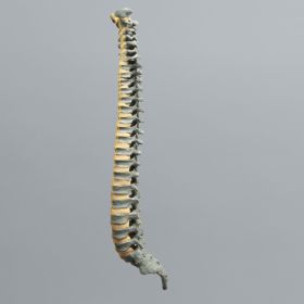 Spine, Pediatric, Full, Radiopaque