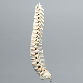 Spine, T1-Sacrum, Solid Foam