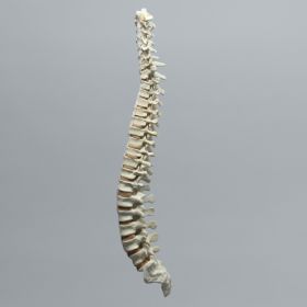 Spine with Flex and Hold Feature, Full, Solid Foam