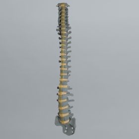 Spine, Full, Radiopaque