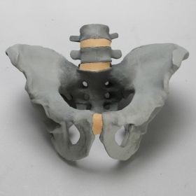 Lumbar Spine with Full Pelvis for SI Torso Model, Radiopaque