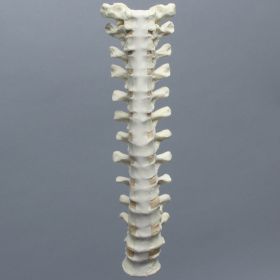 Spine, Thoracic, Foam Cortical Shell