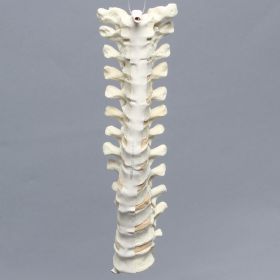 Spine, Thoracic, Solid Foam