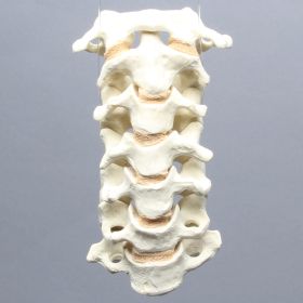 Spine, Cervical with Posterior Ligament, Solid Foam