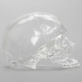 Skull, Partial, Solid Clear Plastic, Right