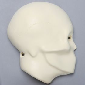 Skull, Half, for Cranial Access Models