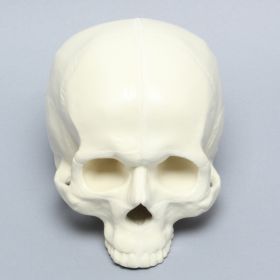 Skull, No Mandible or Vise Attachment