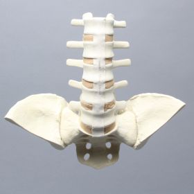 Spine, Lumbar, with Iliac Crests, Foam Cortical