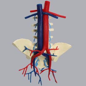 Spine, Lumbar, Iliac Crests with Aorta, Vena Cava, and Nerve Roots, Foam Cortical