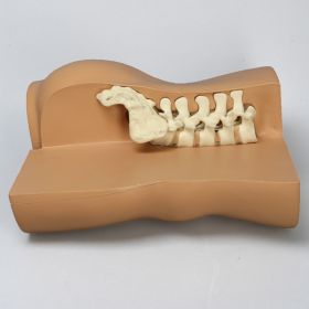 Spine, Lateral, Display Trunk